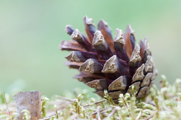 Naklejka na ściany i meble Pine cone close-up on a blurred natural background