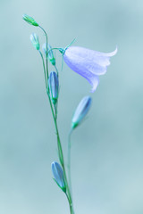 The stem of a bell with flowers and buds