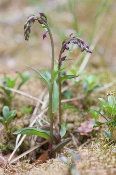 Dark-red Helleborine - Epipactis atrorubens