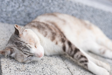 cat sleep on the ground