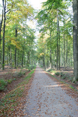 Fototapeta premium Buchenwald mit Weg