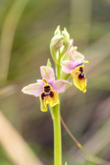 Fototapeta na wymiar Wild Sicilian Orchid