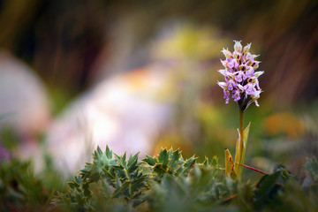 Wild Sicilian Orchid