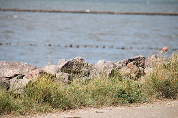 Coastal landscape at the sea or Wadden Sea