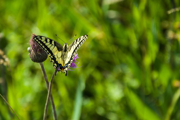 Old world swallowtail butterfly