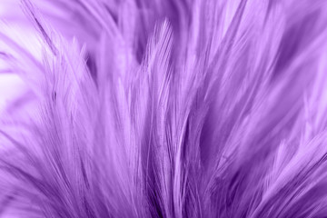 Fototapeta premium Purple chicken feathers in soft and blur style for background