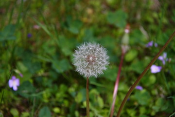 タンポポ05