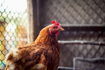 Chickens on the farm. Toned, style, color photo.