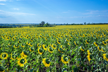 Beautiful sunflower field in the afternoon