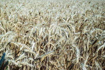 Wheat on the field. Plant, nature, rye.