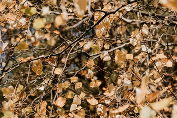 The pattern of yellow foliage on a birch. Autumn nature background.