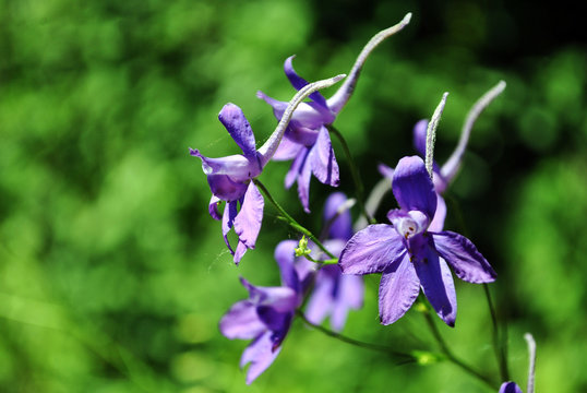 Consolida regalis (Forking Larkspur, Rocket-larkspur, Field larkspur) blue flowers, close up detail, soft green blurry bokeh background