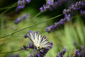 Segelfalter - Iphiclides podalirius