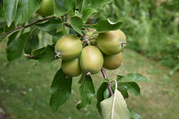 Pommes vertes au jardin