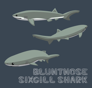 Bluntnose Sixgill Shark Cartoon Vector Illustration