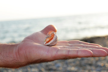 Beautiful, unusual sea shell, lies on a smooth pebble, on the seashore