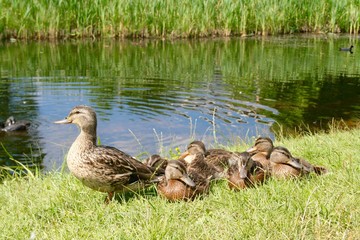 Beautiful sweet little ducks warm up in the sun on the green fresh grass protected by their mother 