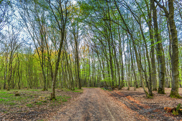 During sunrise awakening beech forest with soft green leaves in German Vulkaneifel in Gerolstein with Brown fallen leaves and by rain water eroded gullies