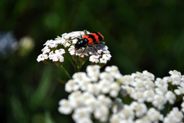 White achillea millefolium or common yarrow plant blooming flower with red striped hycleus bug on it close up detail top view,  green grass blurry bokeh background