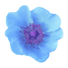 blue flower isolated on  white background. Close-up. Macro. Element of design.