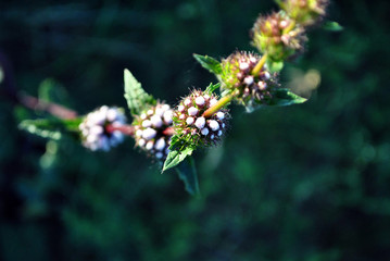 Salvia officinalis pink buds on stem with green leaves, dark soft bokeh background