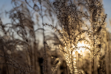 The afternoon sun shines through the grasses blowing in the breeze