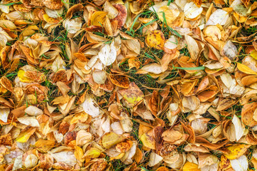 Fallen autumn leaves on green grass