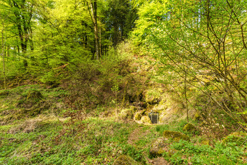 Beautiful spring forest landscape with in area of mill stone and ice caves and beech trees in volcanic Eifel at Roth, Gerolstein Germany