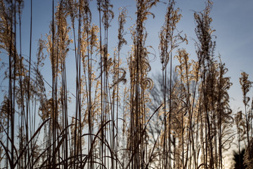 Grasses that have gone to seed provide texture and vertical shapes