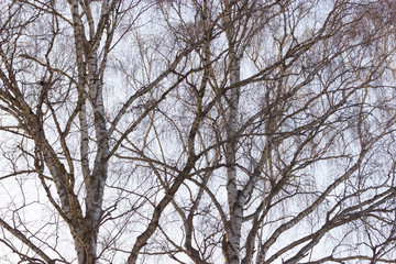 Fototapeta na wymiar trees with bare branches