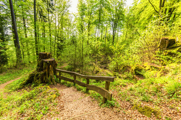 Beautiful spring forest landscape with in area of mill stone and ice caves and beech trees in volcanic Eifel at Roth, Gerolstein Germany