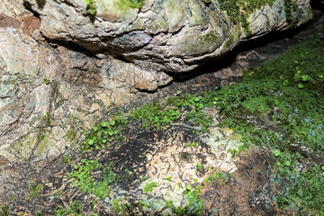 The plant grows at the depth of the cave