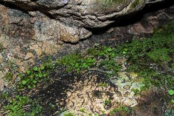 The plant grows at the depth of the cave