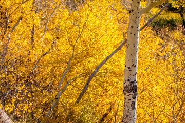 Obraz premium Aspen grove at autumn in Rocky Mountains