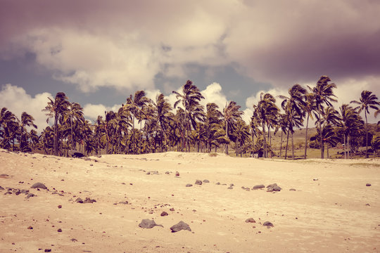 Palm trees on Anakena beach, easter island