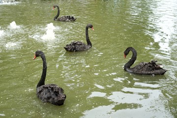 Black swan in the fish pond.