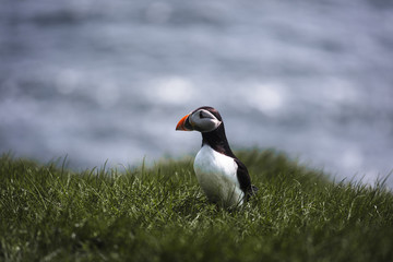 Puffin birds with orange peckers and black and white bodies looking to the right while sitting on green grass with the blue ocean as blurry background on the island Mykines on the Faroe Islands 
