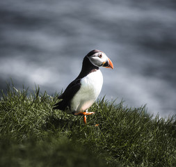 Puffin birds with orange peckers and black and white bodies looking to the right while sitting on green grass with the blue ocean as blurry background on the island Mykines on the Faroe Islands 