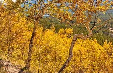 Aspen grove at autumn in Rocky Mountains