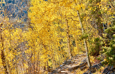Aspen grove at autumn in Rocky Mountains