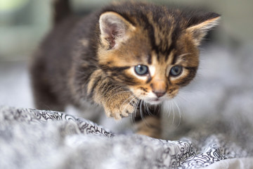 Chaton