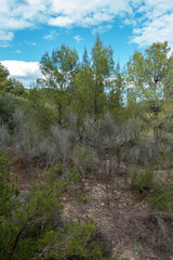 The desert of the palms under the blue sky