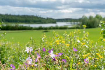 Obraz premium Sunny view of selective focus on flowers with blurred landscape in the background