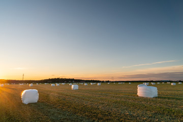Hay rolls covered by white plastic at sunset
