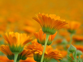 Ringelblumenfeld im Hochsommer