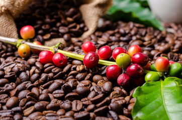 Roasted coffee beans with red ripe coffee cherries and leaves