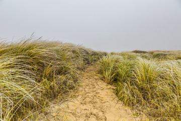 Dune landscape in the winter at Dutch coast with   vegetation of Marram Grasses in autumn colors against a background with dense fog