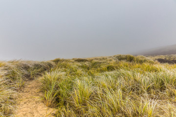 Dune landscape in the winter at Dutch coast with   vegetation of Marram Grasses in autumn colors against a background with dense fog