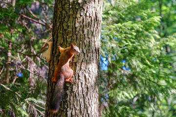 Red squirrel sitting on the trunk of a tree. In the background, the trees are illuminated by the sun.