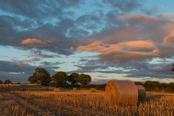 Dusk on a farmers field